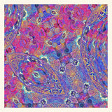 Placenta (Vinyl 2LP)