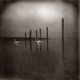 Conference Of The Birds (2026 Reissue) (CD)