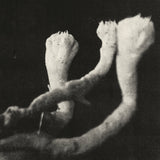 Unterhaltungen Mit Larven Und Uberresten