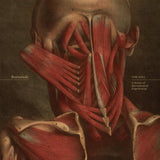 THE FALL: A Series of Documented Experiences (Vinyl LP)