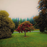 Foothills (Vinyl LP)