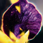 From Patterns To Details - Flying Out